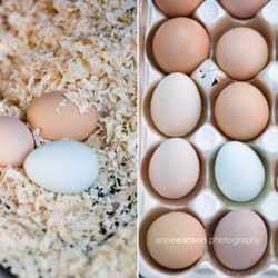 Da-Le Ranch - farm fresh eggs