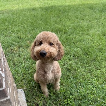Petco - Pet Training Near Me - Humble, Texas Petco - Pet Training Near Me - Humble, Texas