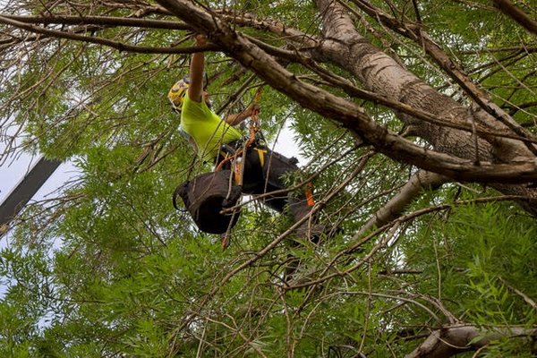 Tree Pruning - Are you tired of looking out the window at dead and dying trees? Are you worried a storm could cause falling limbs to damage your property? The Tree Guy LLC offers an array of tree care services, tree removal, tree pruning, tree planting, and palm service options designed to keep your property safe and your trees well-maintained. Tree Pruning - Are you tired of looking out the window at dead and dying trees? Are you worried a storm could cause falling limbs to damage your property? The Tree Guy LLC offers an array of tree care services, tree removal, tree pruning, tree planting, and palm service options designed to keep your property safe and your trees well-maintained.