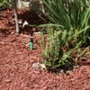 Cougar Irrigation gift card