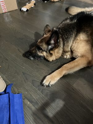 Cool Cats & Canines LLC