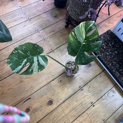 Exotic & Rare Plant Shop - Monstera Thai con
