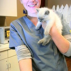 Maryland Avenue Pet Hospital - Stephanie, Veterinary Technician