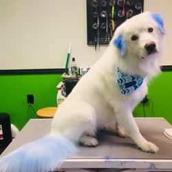 Diamond Dog Pet Salon Boutique Giftly Email, Text or Print