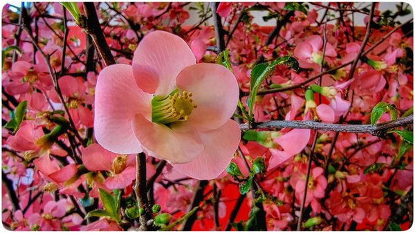 Pho So 1 Restaurant Quincy, MA by null