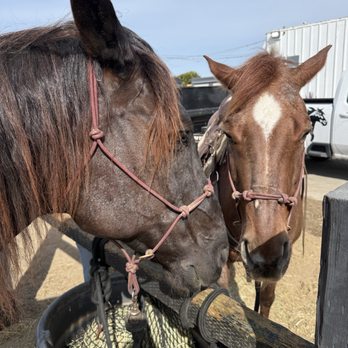 Ocean View Stables - Horseback Riding Near Me - Daly City, California