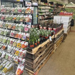 Shar-Kare - Seeds and plants