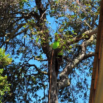 FC Tree Services - Tree Services Near Me FC Tree Services - Tree Services Near Me