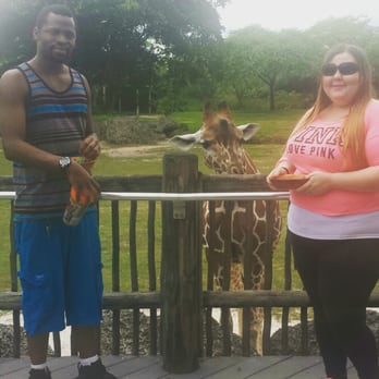 Zoo Miami - Feeding the giraffes. - Zoos Near Me - Miami, Florida Zoo Miami - Feeding the giraffes. - Zoos Near Me - Miami, Florida