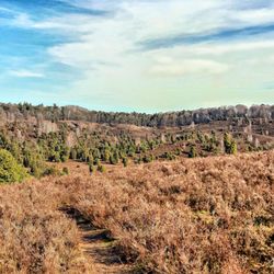 Naturschutzverband Lüneburger Heide - Die Heide, nicht so flach wie man denkt (04/2021)