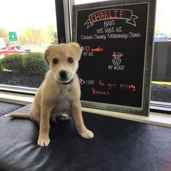 Carroll County Veterinary Clinic - Charlie, his first puppy visit - Veterinarians Near Me - Westminster, Maryland Carroll County Veterinary Clinic - Charlie, his first puppy visit - Veterinarians Near Me - Westminster, Maryland