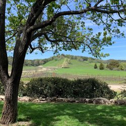 Thacher Winery - From the tasting deck Thacher vineyard
