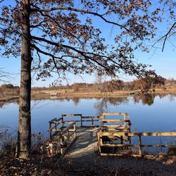 Occoquan Bay National Wildlife Refuge - Can you spot the decoy mallard?