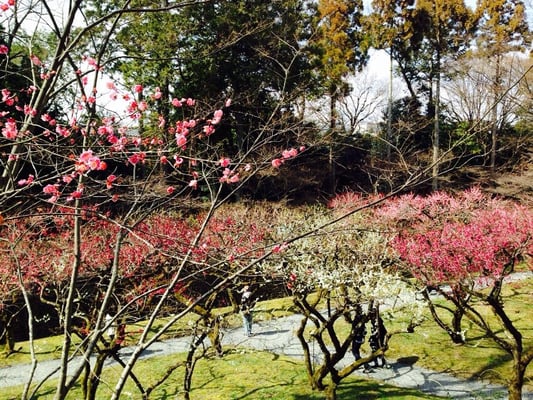 Kitano Tenmangu Shrine by null