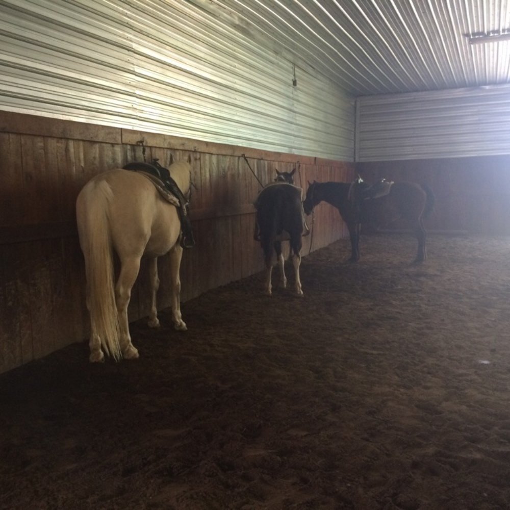 Sunny Acres Stables - Horseback Riding Near Me - Greenville, Indiana Sunny Acres Stables - Horseback Riding Near Me - Greenville, Indiana