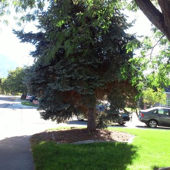 Utah Beaver Trees - Before tree removal - Tree Services Near Me Utah Beaver Trees - Before tree removal - Tree Services Near Me