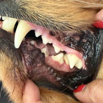 Pawsitivly Clean Pet Dental - Veterinarians Near Me Pawsitivly Clean Pet Dental - Veterinarians Near Me