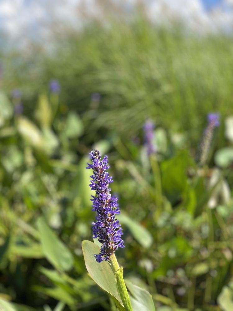 Social spots from Water Walker Kayak & SUP Basin Pond Outdoors