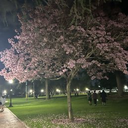 3/1/26 How pretty! I wish there were more of these trees 3/1/26 How pretty! I wish there were more of these trees