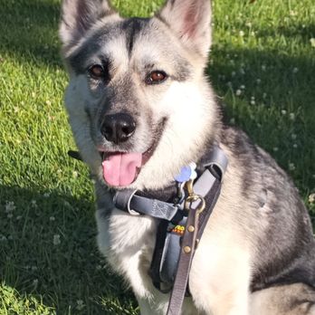 Karma Dog Training - Dog Walkers Near Me - Tarzana, California Karma Dog Training - Dog Walkers Near Me - Tarzana, California