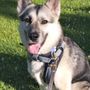 Karma Dog Training