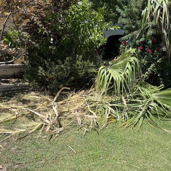 Universal Tree Service - Tree Services Near Me - Bakersfield, California Universal Tree Service - Tree Services Near Me - Bakersfield, California