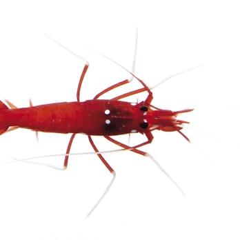 The Shrimp Farm - Freshwater Shrimp - Pet Stores Near Me - Bloomington, Illinois The Shrimp Farm - Freshwater Shrimp - Pet Stores Near Me - Bloomington, Illinois