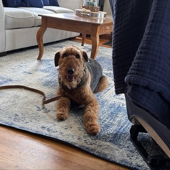 Noble Paws CLE - Pet Training Near Me Noble Paws CLE - Pet Training Near Me