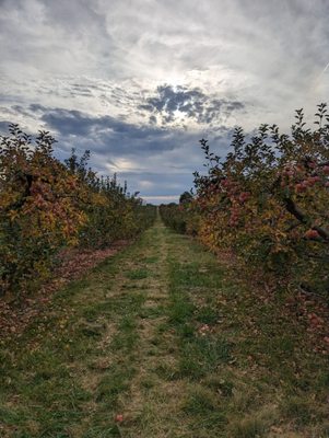 Marker-Miller Orchards by null