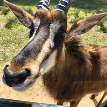 Alabama Safari Park - Zoos Near Me - Hope Hull, Alabama