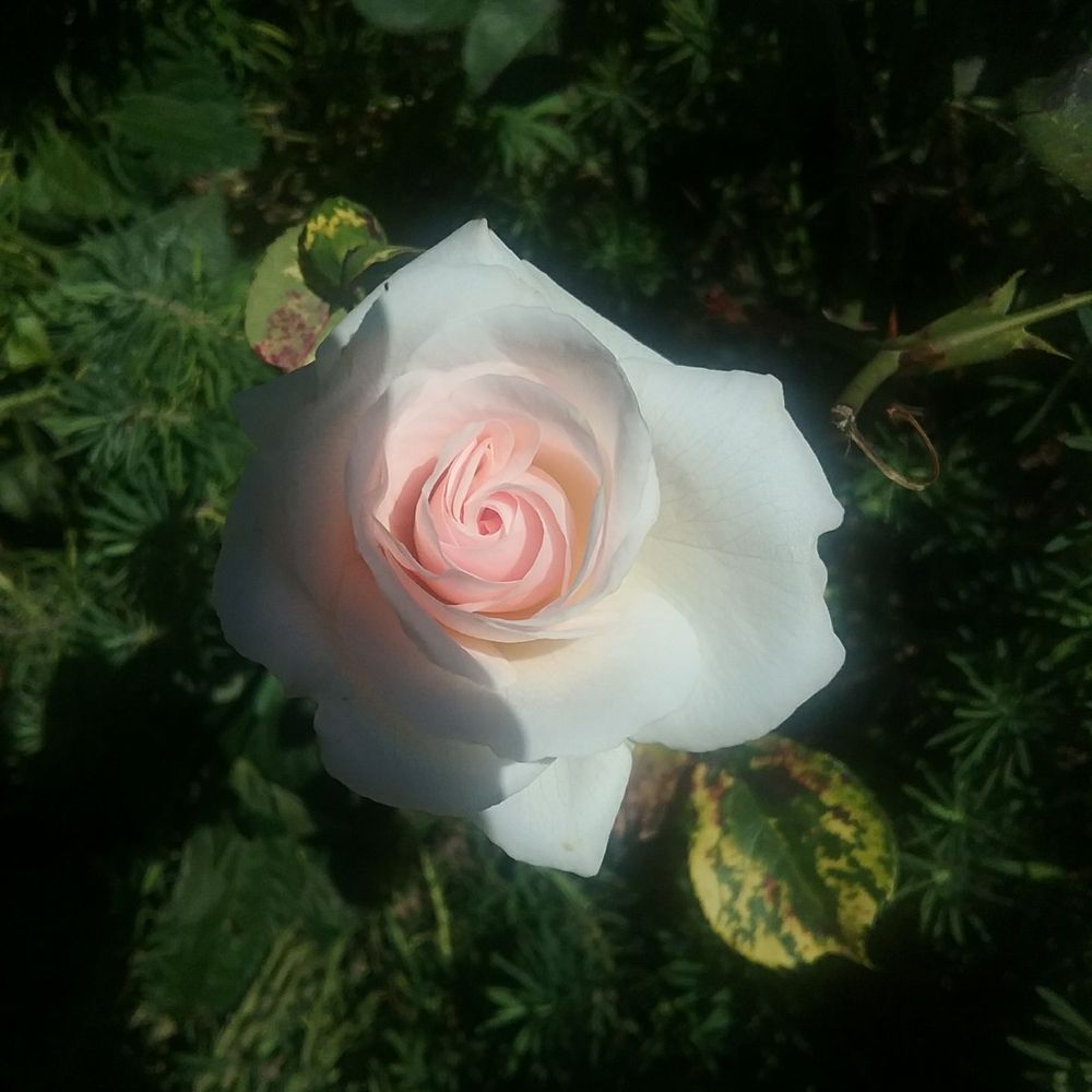 Owen Rose Garden - Parks Near Me - Eugene, Oregon Owen Rose Garden - Parks Near Me - Eugene, Oregon