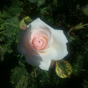 Owen Rose Garden - Parks Near Me - Eugene, Oregon