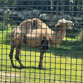 Southwick's Zoo - Amusement Parks Near Me - Mendon, Massachusetts
