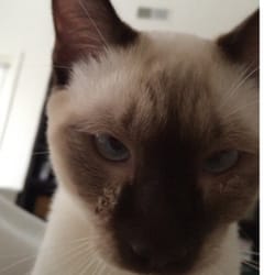 Farmingdale Dog & Cat Clinic - Severe ringworm, an unwelcome take away gift