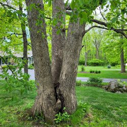 Russ's Tree Service - The suspect tree that could split and fall.