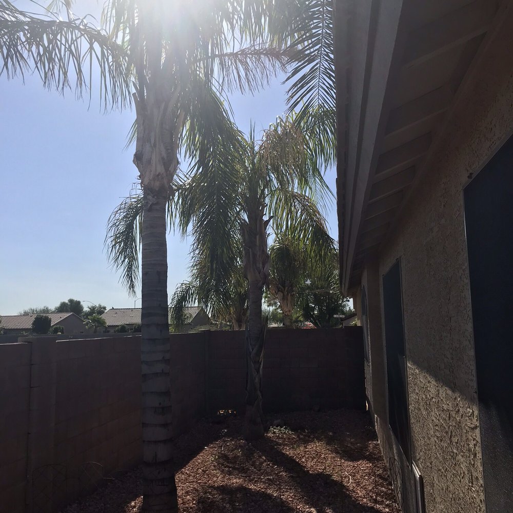 Roy's Trees - Tree Services Near Me