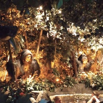 Rainforest Cafe - Awesome scenery - American Near Me - Galveston, Texas Rainforest Cafe - Awesome scenery - American Near Me - Galveston, Texas