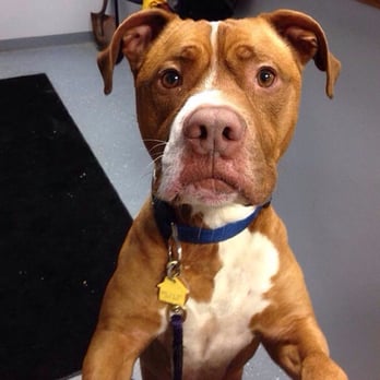 Wallingford Animal Shelter - Bruiser! - Animal Shelters Near Me - Wallingford, Connecticut Wallingford Animal Shelter - Bruiser! - Animal Shelters Near Me - Wallingford, Connecticut