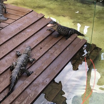 Gatorland - Zoos Near Me - Orlando, Florida Gatorland - Zoos Near Me - Orlando, Florida