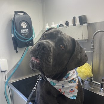 Fresh Paws mobile spa - Pet Groomers Near Me
