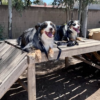 Honor K9 - Group class students - Pet Training Near Me