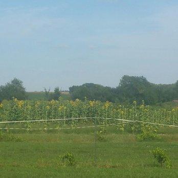 KC Wine - Sunflowers - Wineries Near Me - Olathe, Kansas KC Wine - Sunflowers - Wineries Near Me - Olathe, Kansas