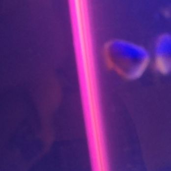 Finatics Aquarium - Flame Gourami, rare - Aquarium Services Near Me - Mississauga, Ontario Finatics Aquarium - Flame Gourami, rare - Aquarium Services Near Me - Mississauga, Ontario