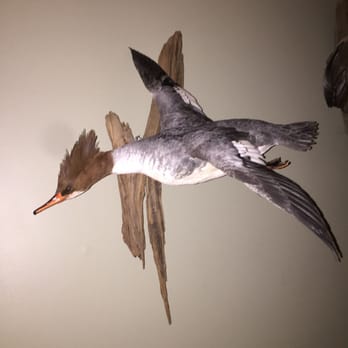Ridings Taxidermy - Excellent work. We use Jack for all of our mountings. - Taxidermy Near Me - Lancaster, Pennsylvania Ridings Taxidermy - Excellent work. We use Jack for all of our mountings. - Taxidermy Near Me - Lancaster, Pennsylvania