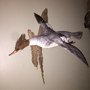 Photo of Ridings Taxidermy