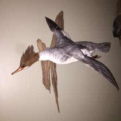 Ridings Taxidermy - Excellent work. We use Jack for all of our mountings.