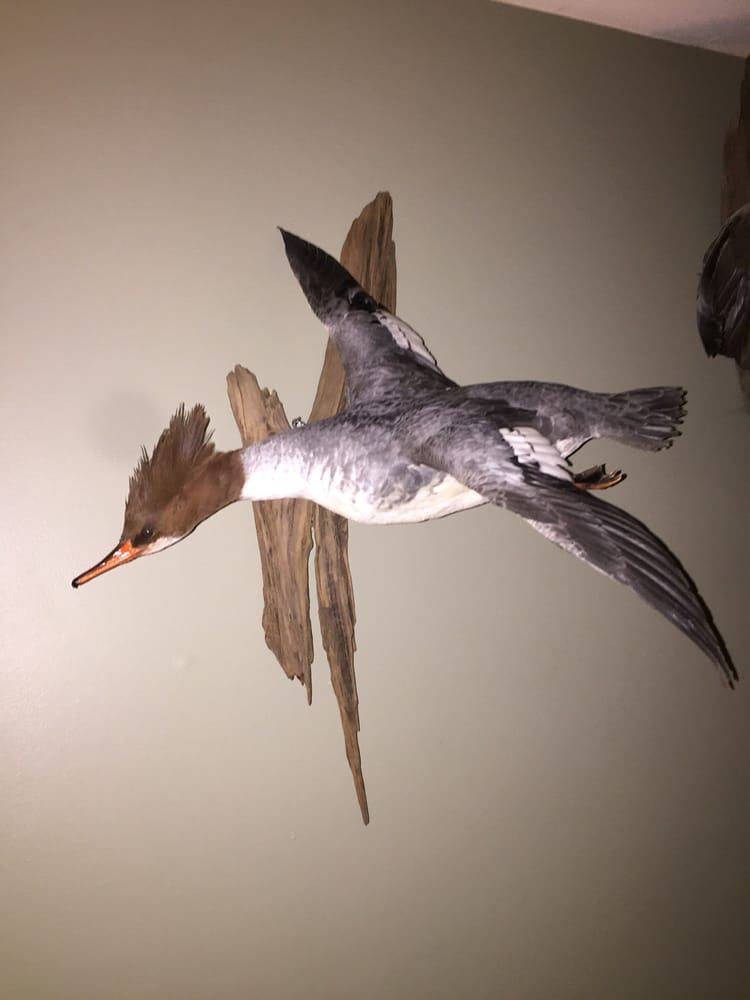 RIDINGS TAXIDERMY 1705 Bridge Rd, Lancaster, Pennsylvania Taxidermy