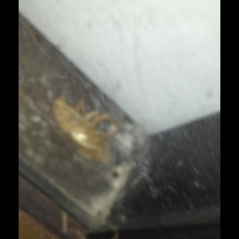Ewa Pointe Chinese Restaurant - Roaches!! Eeeewwww!! - Chinese Near Me - Ewa Beach, Hawaii
