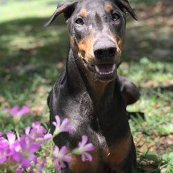 Furbaby Walks