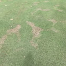 Ironwood Golf Club - This is what ALL of the greens looked like. I've seen Tee boxes in better shape